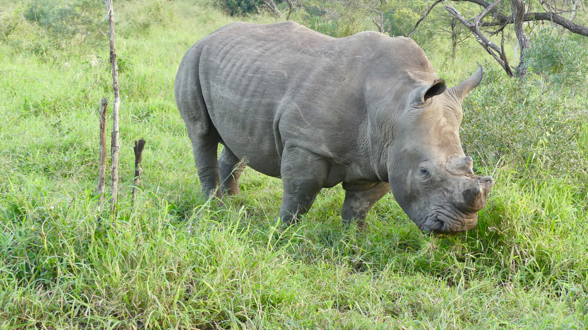 White Rhinoceros